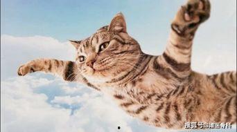 灵猫成人跳绳怎么跳视频,轻松入门,快乐健身-第1张图片-午夜无码影院 灵猫成人跳绳怎么跳视频,轻松入门,快乐健身-第1张图片-午夜无码影院