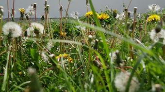 青草青成人永久免费视频-第3张图片-午夜无码影院