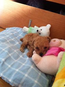 成人比熊图片欣赏视频,萌态可掬，魅力四射-第1张图片-午夜无码影院