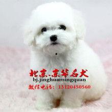 成人比熊图片欣赏视频,萌态可掬，魅力四射-第2张图片-午夜无码影院