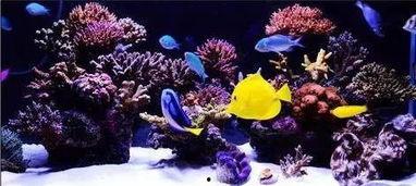 成人制作海底世界视频,成人视角下的海底世界视频制作之旅-第1张图片-午夜影院