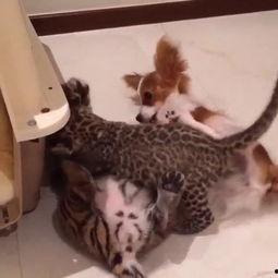 大黄狗变成人了视频-第2张图片-午夜影院