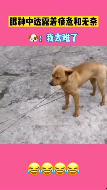 大黄狗变成人了视频-第3张图片-午夜影院