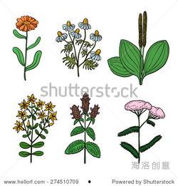 草药怎么画成人形的视频,草药绘制成人形视频教程概述-第3张图片-午夜影院 草药怎么画成人形的视频,草药绘制成人形视频教程概述-第3张图片-午夜影院