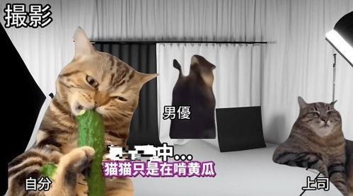 猫变成人类视频播放,猫咪变身人类背后的奇幻之旅-第3张图片-午夜影院 猫变成人类视频播放,猫咪变身人类背后的奇幻之旅-第3张图片-午夜影院